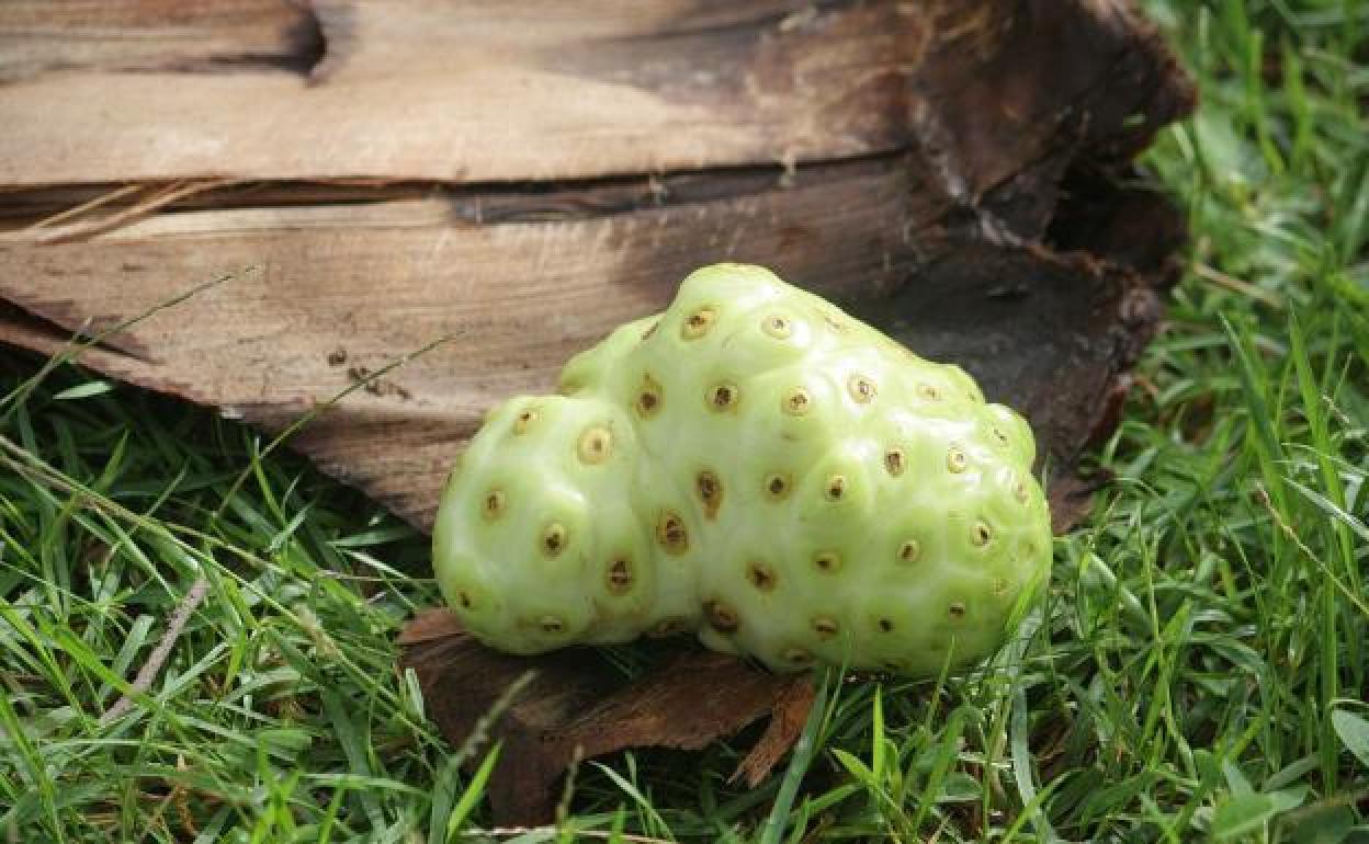 El noni, un superalimento con múltiples beneficios El Diario Vasco